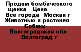 Продам бомбического щенка › Цена ­ 30 000 - Все города, Москва г. Животные и растения » Собаки   . Волгоградская обл.,Волгоград г.